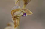 Spiked crested coralroot